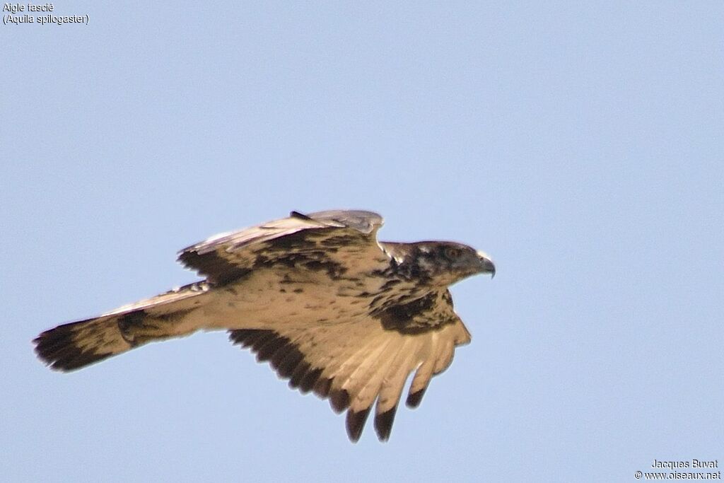 African Hawk-Eagleadult, Flight