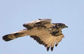 African Hawk-Eagle