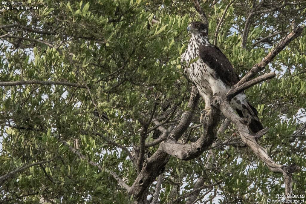 African Hawk-Eagleadult, identification, aspect, pigmentation