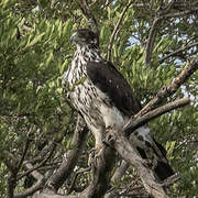 African Hawk-Eagle