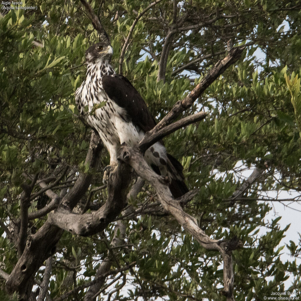 African Hawk-Eagleadult, close-up portrait, aspect, pigmentation