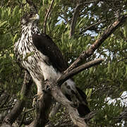 African Hawk-Eagle