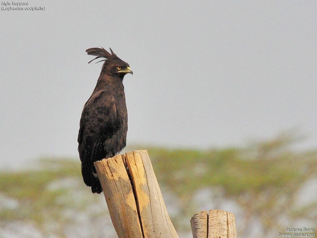 Long-crested Eagleadult, identification