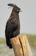 Long-crested Eagle