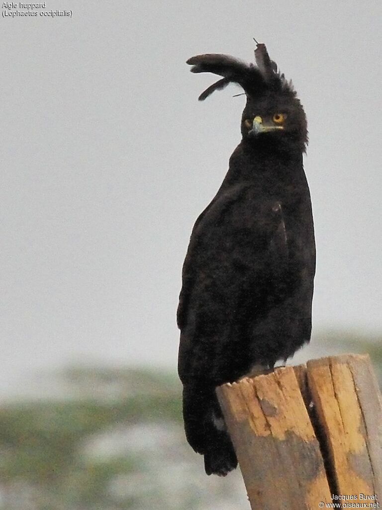 Long-crested Eagleadult