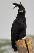 Long-crested Eagle