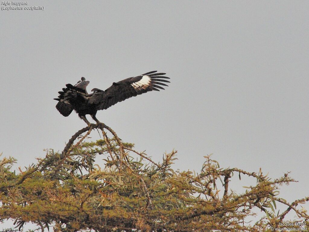 Long-crested Eagleadult