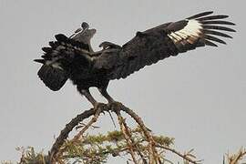 Long-crested Eagle