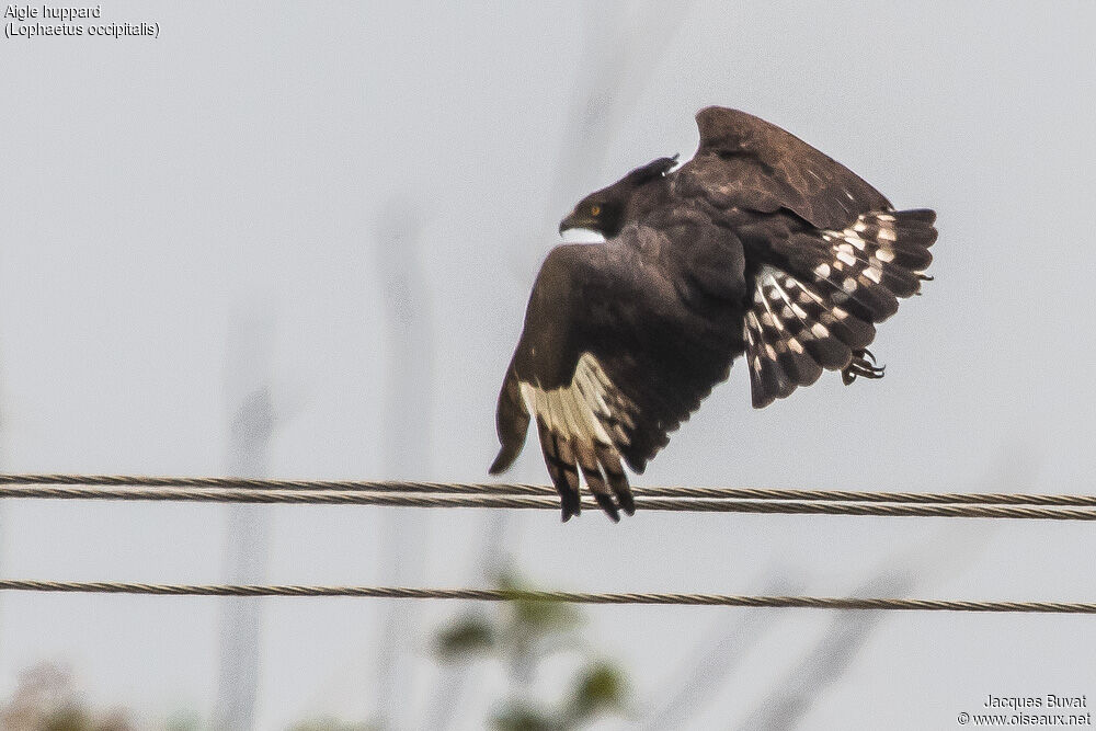 Long-crested Eagleadult