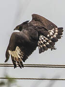 Long-crested Eagle