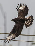 Long-crested Eagle