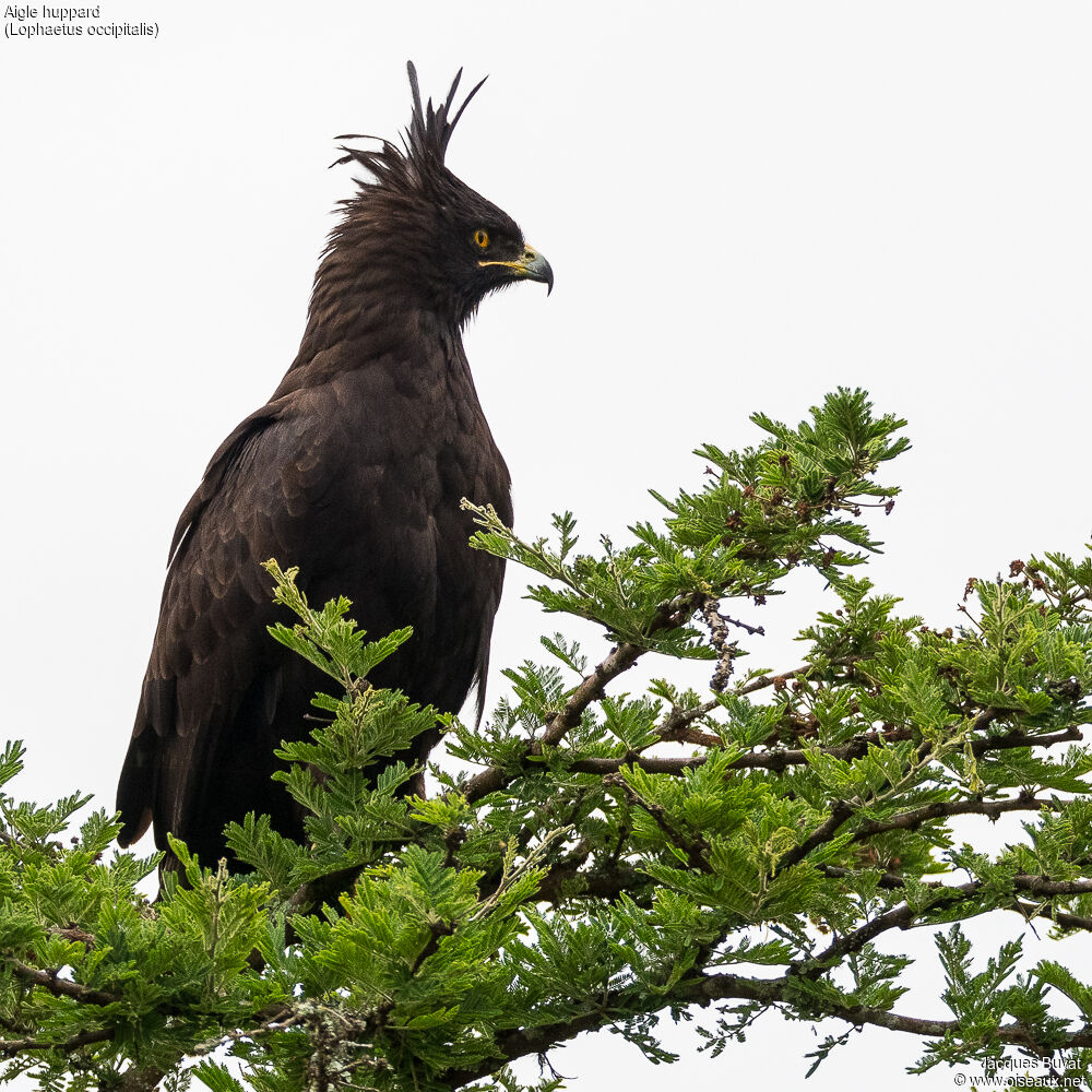 Long-crested Eagleadult