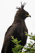 Long-crested Eagle