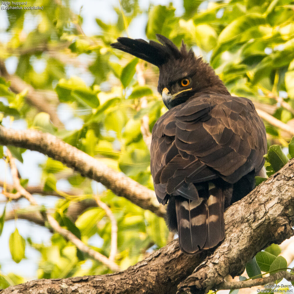 Long-crested Eagleadult, close-up portrait, aspect, pigmentation, Behaviour