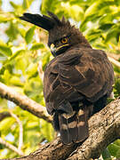 Long-crested Eagle