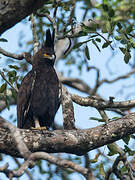 Long-crested Eagle