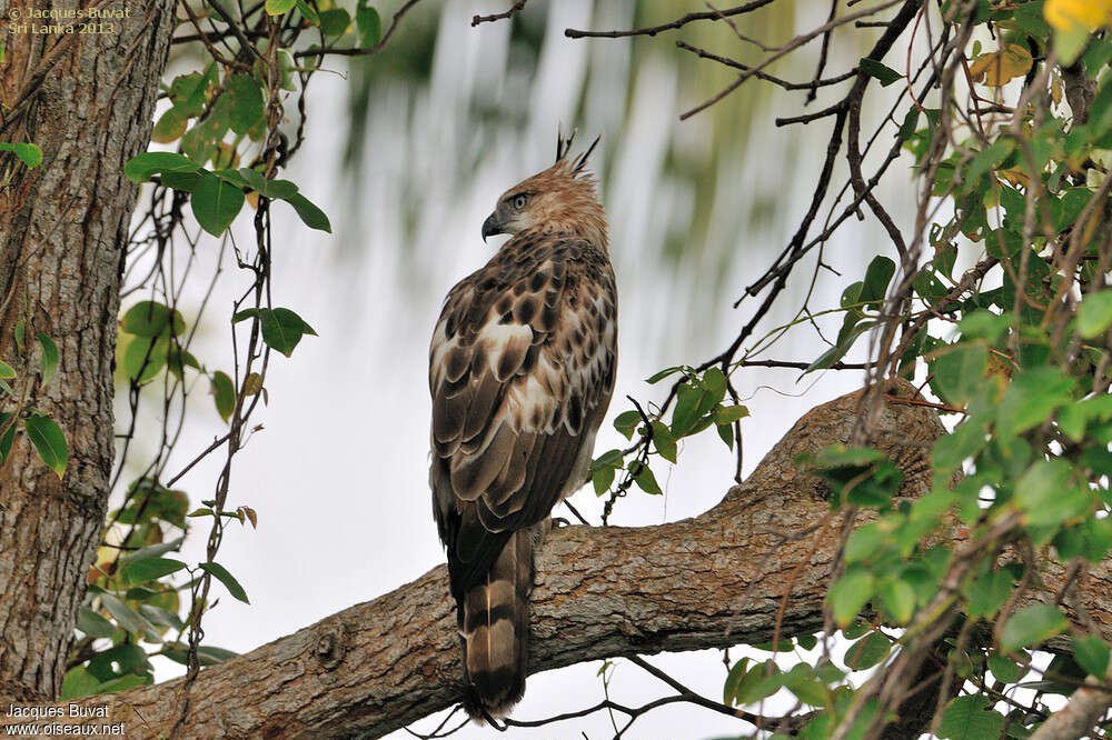 Aigle huppéadulte, identification