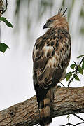 Changeable Hawk-Eagle