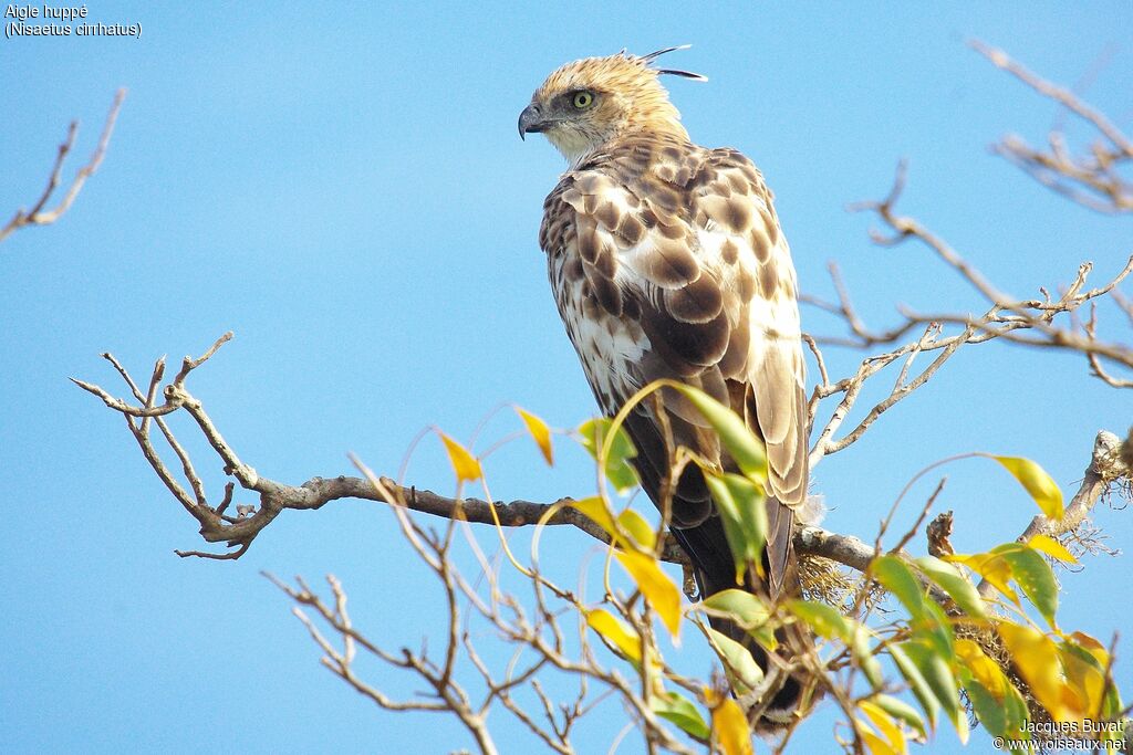 Changeable Hawk-Eagleimmature