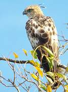 Changeable Hawk-Eagle