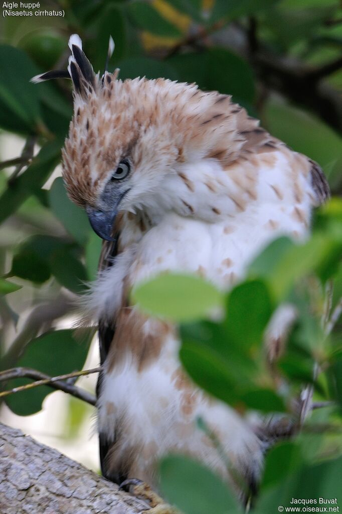 Aigle huppé