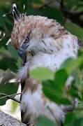 Changeable Hawk-Eagle