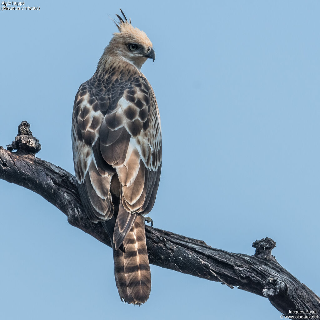 Changeable Hawk-EagleFirst year, close-up portrait, aspect, pigmentation