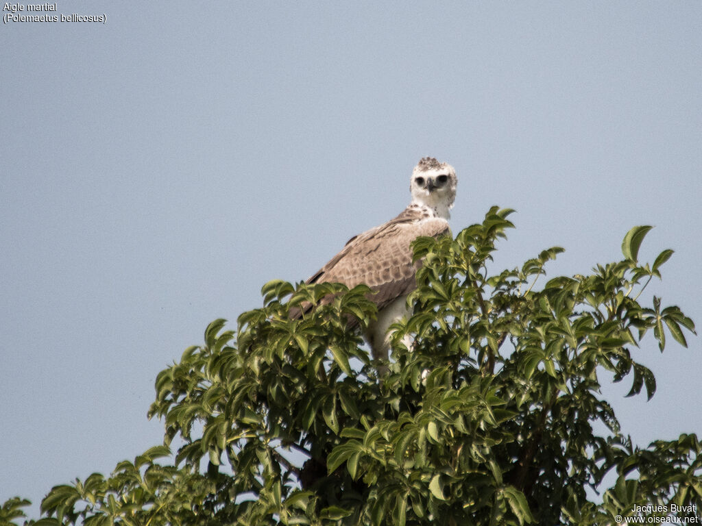 Aigle martialimmature