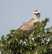 Martial Eagle