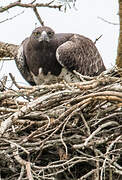 Martial Eagle