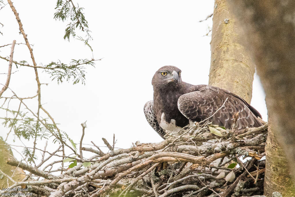 Aigle martialadulte, Nidification