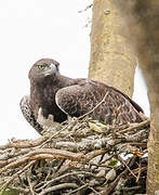 Martial Eagle