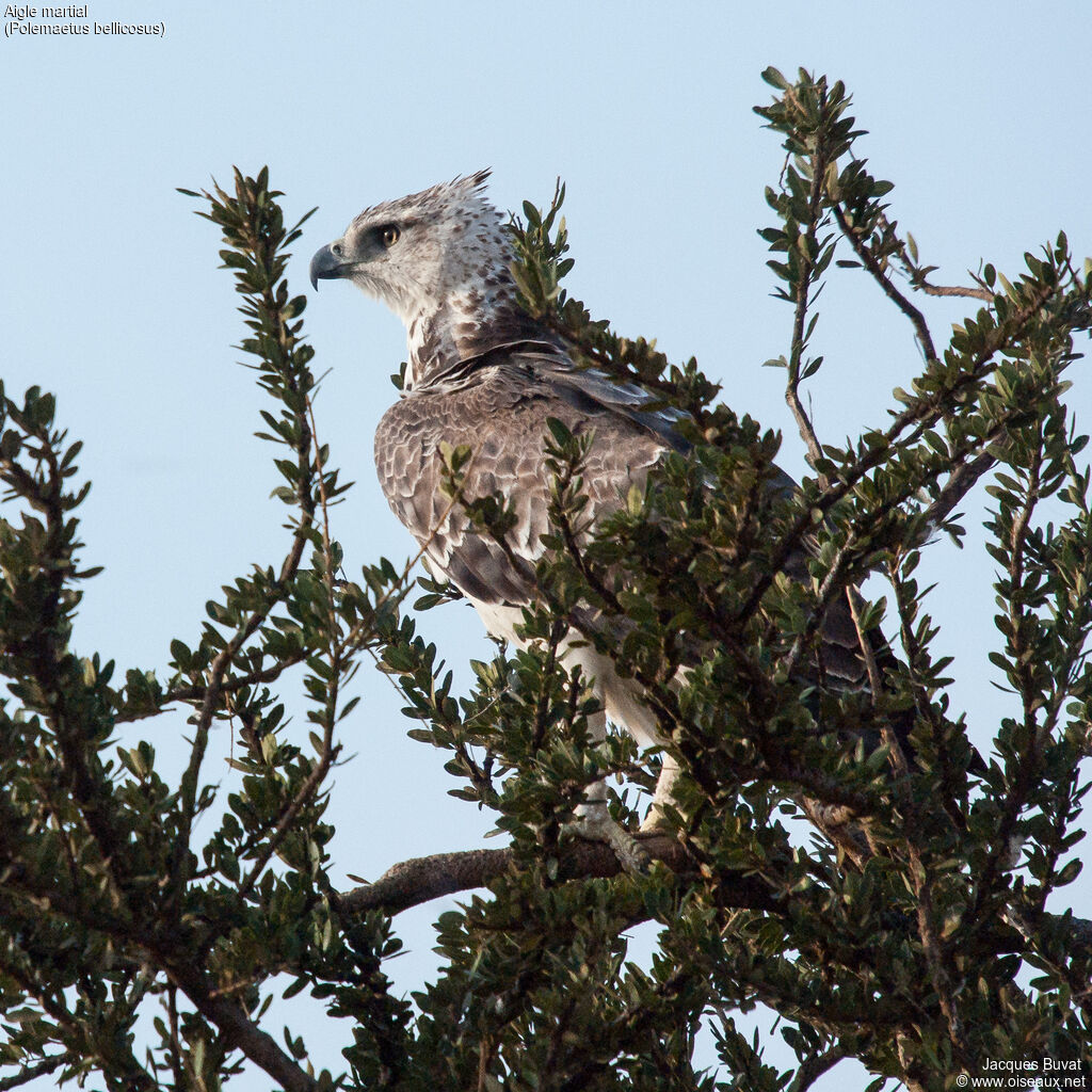 Martial Eaglejuvenile, close-up portrait, aspect, pigmentation