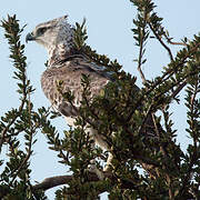 Martial Eagle