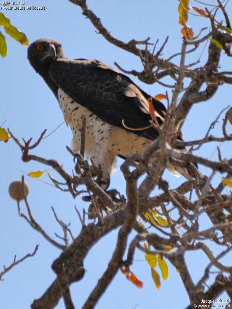 Aigle martialadulte, identification