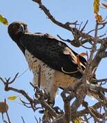 Martial Eagle