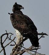 Martial Eagle