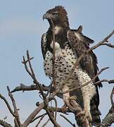 Martial Eagle