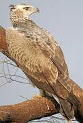 Martial Eagle