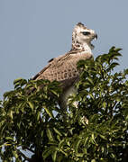 Martial Eagle