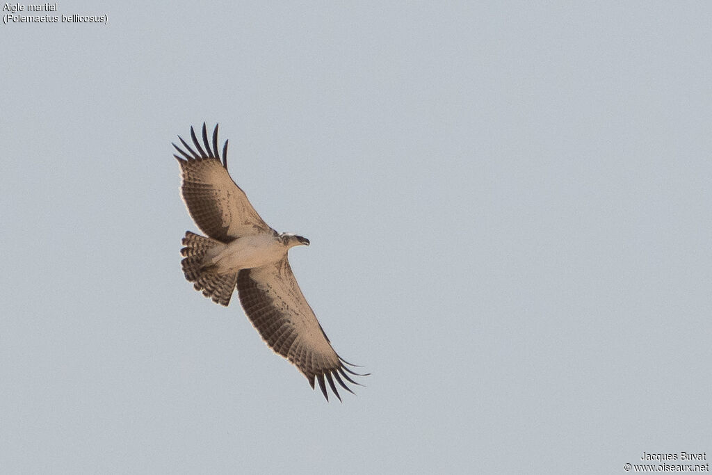 Martial Eagleimmature