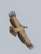 Martial Eagle