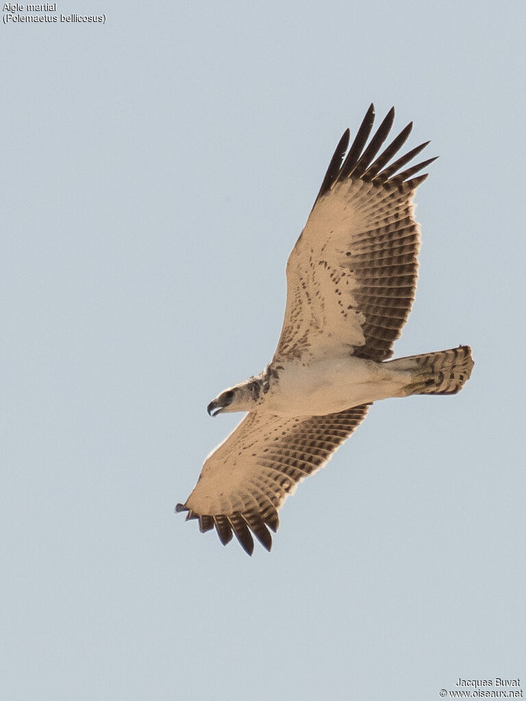 Aigle martialimmature