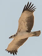 Martial Eagle