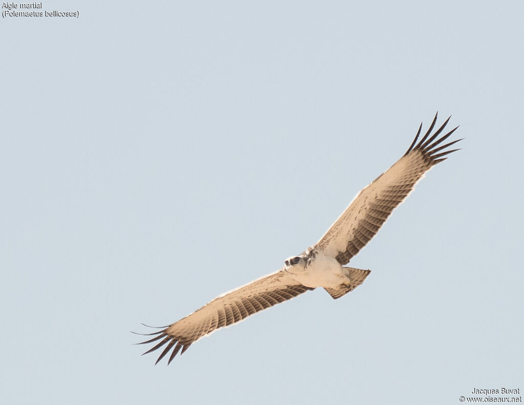 Martial Eagleimmature