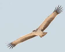 Martial Eagle