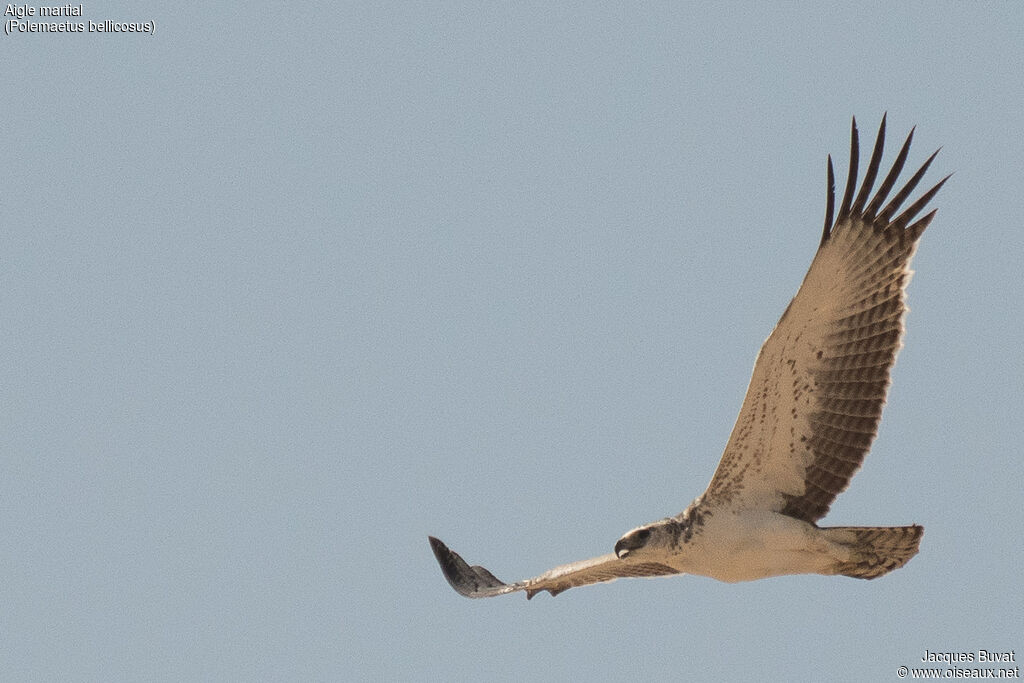 Aigle martialimmature