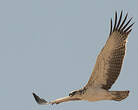 Aigle martial