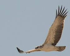 Martial Eagle