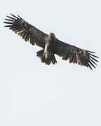 Lesser Spotted Eagle